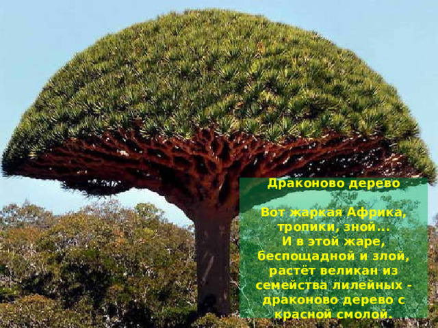 Драконово дерево   Вот жаркая Африка, тропики, зной...  И в этой жаре, беспощадной и злой,  растёт великан из семейства лилейных -  драконово дерево с красной смолой. 