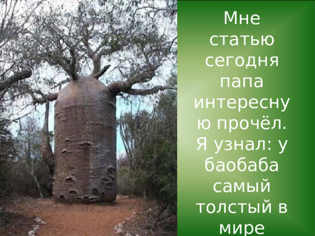 Баобаб   Мне статью сегодня папа  интересную прочёл.  Я узнал: у баобаба  самый толстый в мире ствол! 