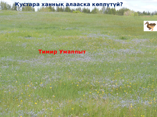 Кустара ханнык алааска көппүтүй? Тимир Умаппыт 