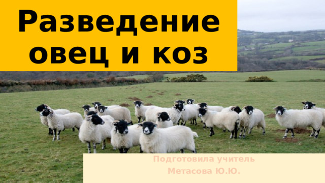 Разведение овец и коз Подготовила учитель Метасова Ю.Ю. 