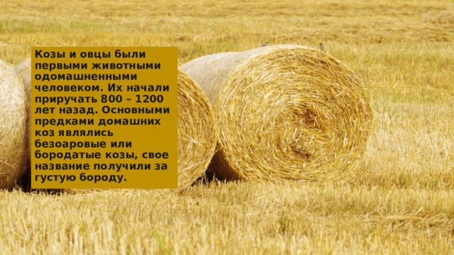 Козы и овцы были первыми животными одомашненными человеком. Их начали приручать 800 – 1200 лет назад. Основными предками домашних коз являлись безоаровые или бородатые козы, свое название получили за густую бороду. 