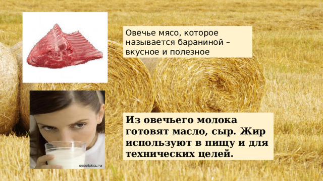 Овечье мясо, которое называется бараниной – вкусное и полезное Из овечьего молока готовят масло, сыр. Жир используют в пищу и для технических целей. 