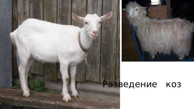Разведение коз 