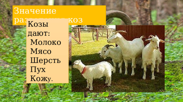Значение разведения коз Козы дают:  Молоко  Мясо  Шерсть  Пух  Кож у. 