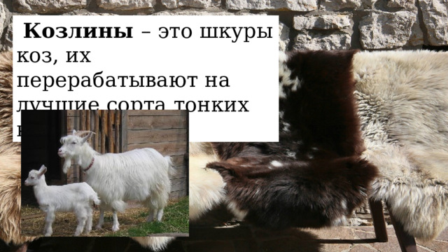  Козлины – это шкуры коз, их перерабатывают на лучшие сорта тонких кож. 