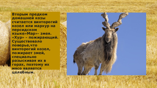 Вторым предком домашней козы считается винторогий козел или мархур на персидском языке»Мар»- змея. «Хур» – пожирающий. Существовало поверье,что винторогий козел, пожирает змей, специально разыскивая их в горах, поэтому их мясо является целебным. 
