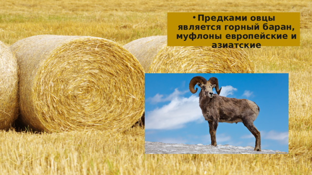 Предками овцы является горный баран, муфлоны европейские и азиатские 