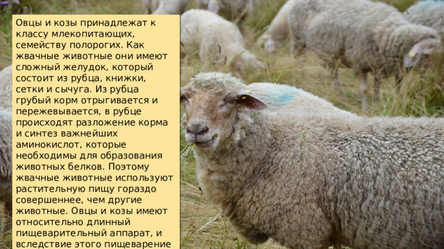 Овцы и козы принадлежат к классу млекопитающих, семейству полорогих. Как жвачные животные они имеют сложный желудок, который состоит из рубца, книжки, сетки и сычуга. Из рубца грубый корм отрыгивается и пережевывается, в рубце происходят разложение корма и синтез важнейших аминокислот, которые необходимы для образования животных белков. Поэтому жвачные животные используют растительную пищу гораздо совершеннее, чем другие животные. Овцы и козы имеют относительно длинный пищеварительный аппарат, и вследствие этого пищеварение у них более совершенно. 