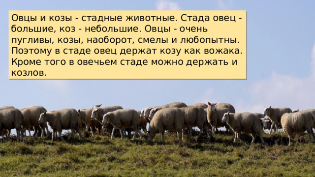 Овцы и козы - стадные животные. Стада овец - большие, коз - небольшие. Овцы - очень пугливы, козы, наоборот, смелы и любопытны. Поэтому в стаде овец держат козу как вожака. Кроме того в овечьем стаде можно держать и козлов. 
