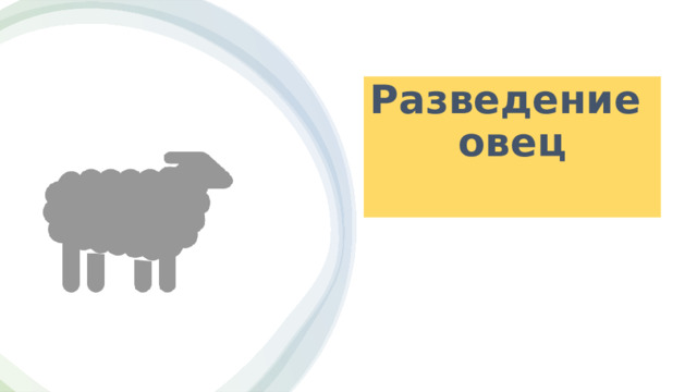 Разведение  овец   