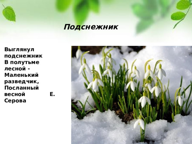  Подснежник  Выглянул  подснежник   В полутьме лесной -   Маленький  разведчик,   Посланный весной  Е. Серова 