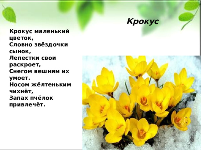 Крокус  Крокус маленький цветок,  Словно звёздочки сынок,  Лепестки свои раскроет,  Снегом вешним их умоет.  Носом жёлтеньким чихнёт,  Запах пчёлок привлечёт.     
