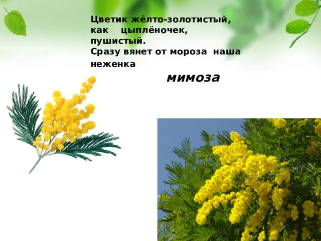 Цветик жёлто-золотистый, как цыплёночек, пушистый. Сразу вянет от мороза наша неженка     мимоза  