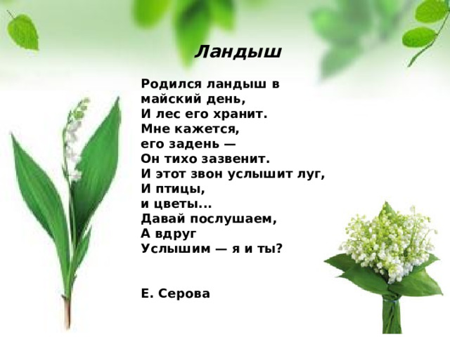 Ландыш Родился ландыш в майский день,  И лес его хранит.  Мне кажется,  его задень —  Он тихо зазвенит. И этот звон услышит луг,  И птицы,  и цветы... Давай послушаем,   А вдруг  Услышим — я и ты?   Е. Серова 