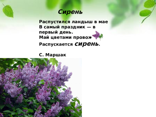 Сирень Распустился ландыш в мае  В самый праздник — в первый день.  Май цветами провожая,  Распускается сирень .  С. Маршак 