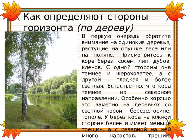 Как определяют стороны горизонта (по дереву) В первую очередь обратите внимание на одинокие деревья, растущие на опушке леса или на поляне. Присмотритесь к коре берез, сосен, лип, дубов, кленов. С одной стороны она темнее и шероховатее, а с другой – гладкая и более светлая. Естественно, что кора темнее на северном направлении. Особенно хорошо это заметно на деревьях со светлой корой – березе, осине, тополе. У берез кора на южной стороне белее и имеет меньше трещин, а с северной на ней много наростов, трещин, темных пятен, появляется мох и лишайники. 