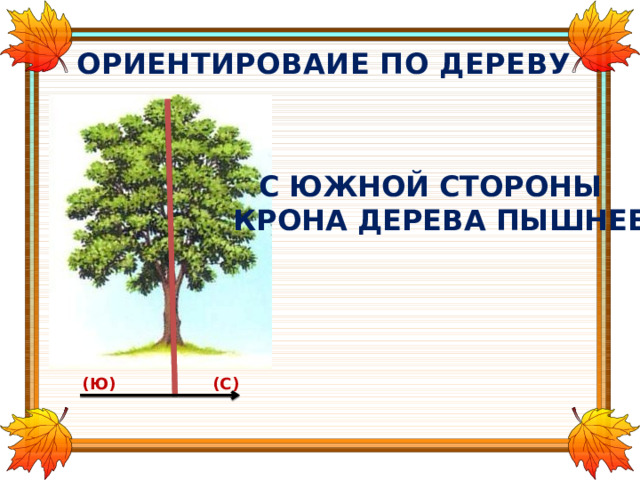 ОРИЕНТИРОВАИЕ ПО ДЕРЕВУ С ЮЖНОЙ СТОРОНЫ КРОНА ДЕРЕВА ПЫШНЕЕ (Ю) (С) 