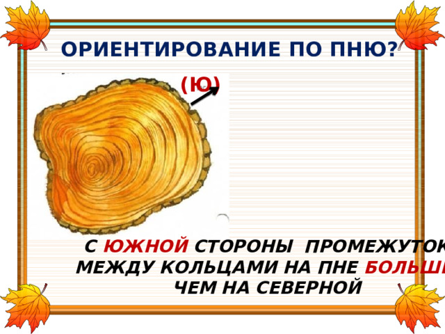 ОРИЕНТИРОВАНИЕ ПО ПНЮ? (Ю) С ЮЖНОЙ СТОРОНЫ ПРОМЕЖУТОК  МЕЖДУ КОЛЬЦАМИ НА ПНЕ БОЛЬШЕ , ЧЕМ НА СЕВЕРНОЙ 