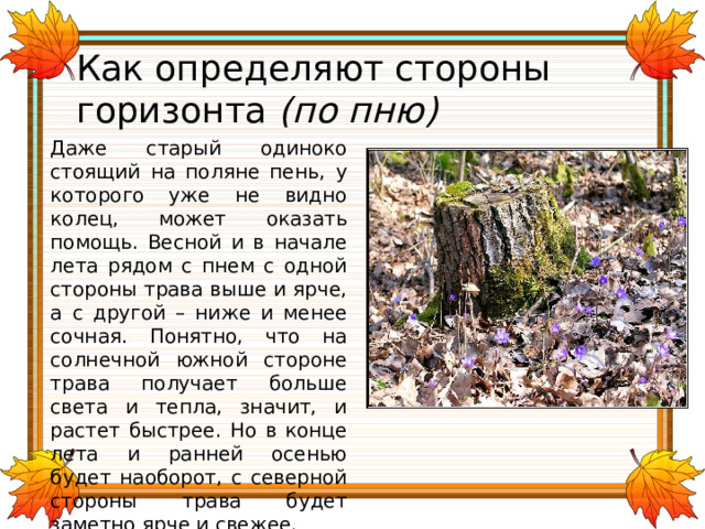 Как определяют стороны горизонта (по пню) Даже старый одиноко стоящий на поляне пень, у которого уже не видно колец, может оказать помощь. Весной и в начале лета рядом с пнем с одной стороны трава выше и ярче, а с другой – ниже и менее сочная. Понятно, что на солнечной южной стороне трава получает больше света и тепла, значит, и растет быстрее. Но в конце лета и ранней осенью будет наоборот, с северной стороны трава будет заметно ярче и свежее. 