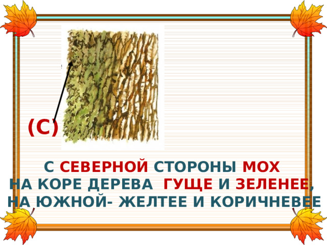 (С) С СЕВЕРНОЙ СТОРОНЫ МОХ  НА КОРЕ ДЕРЕВА ГУЩЕ И ЗЕЛЕНЕЕ , НА ЮЖНОЙ- ЖЕЛТЕЕ И КОРИЧНЕВЕЕ 