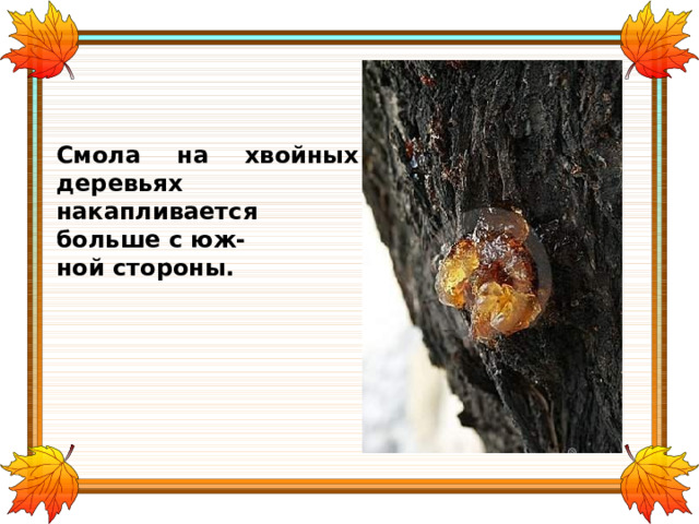 Смола на хвойных деревьях накапливается больше с юж- ной стороны. 