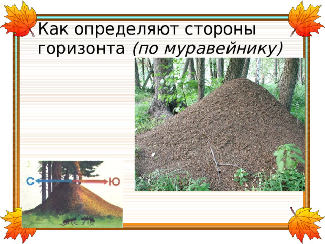 Как определяют стороны горизонта (по муравейнику) 