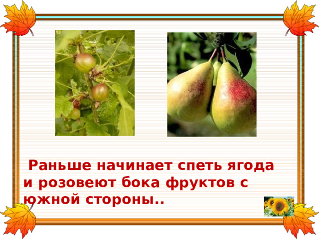  Раньше начинает спеть ягода и розовеют бока фруктов с южной стороны.. 