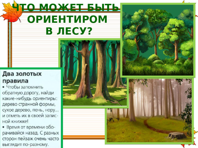 ЧТО МОЖЕТ БЫТЬ ОРИЕНТИРОМ  В ЛЕСУ? 