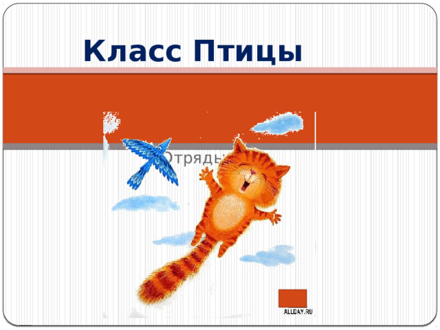 Класс Птицы Отряды птиц  