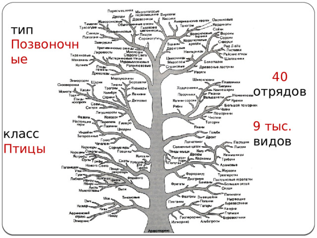 тип Позвоночные 40 отрядов 9 тыс. видов класс Птицы Давно живут в различных зонах – привело к разнообразию. Самое большое количество видов среди наземных позвоночных.  