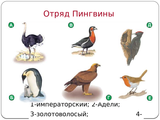 Многообразие птиц Отряд Пингвины т Единственная птица, которая может плавать, но не может летать – кто это? пингвины: 1-императорский; 2-Адели; 3-золотоволосый; 4-антарктический  