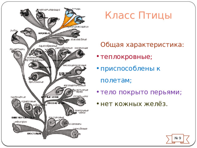 Класс Птицы Общая характеристика: теплокровные; приспособлены к полетам; тело покрыто перьями; нет кожных желёз. Самый многочисленный класс наземныхозвоночных № 9  
