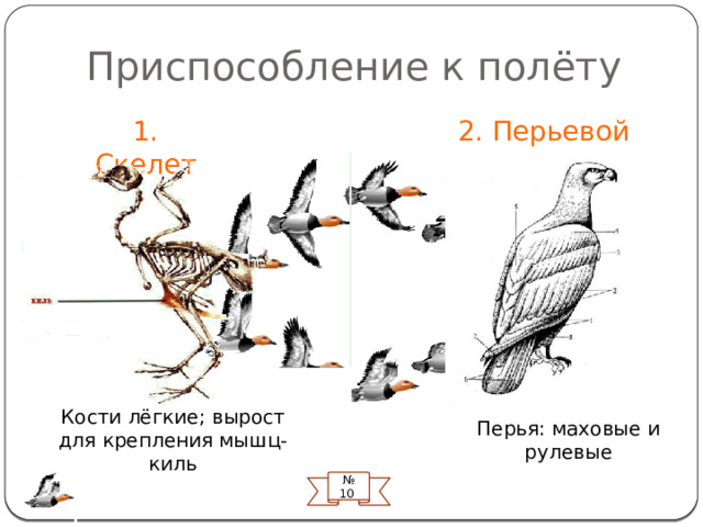 Приспособление к полёту 1. Скелет 2. Перьевой покров Киль – вырост для прикрепления грудных мышц. Кости полые, легкие, часть срослись для прочности. У птиц нет желез на коже (кроме копчиковой), тело покрыто перьями: контурные и пуховые. Первостепенное значение – маховые и рулевые на крыльях Кости лёгкие; вырост для крепления мышц- киль Перья: маховые и рулевые № 10  