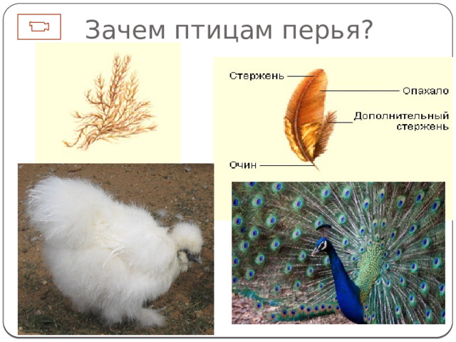 Зачем птицам перья? Строение крыла птицы 1С. Линька – перья отрастают через год Павлин под перьями прячет короткий хвост, на самом деле перья коричневые, а переливы возникают благодаря роговым пластинкам, преломляющим свет.  