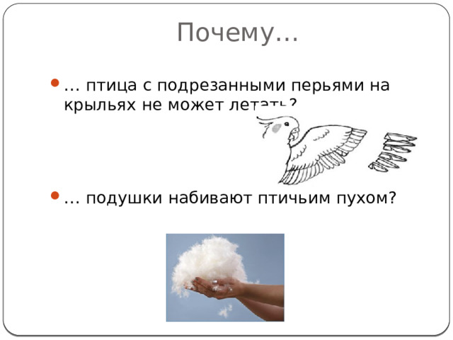 Почему… … птица с подрезанными перьями на крыльях не может летать? … подушки набивают птичьим пухом? 
