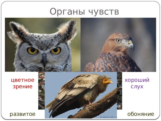 Органы чувств цветное зрение хороший слух Зрение цветное, слух развит – охота, повторение певчих песенок. У падальщиков развит нюх обоняние развитое  