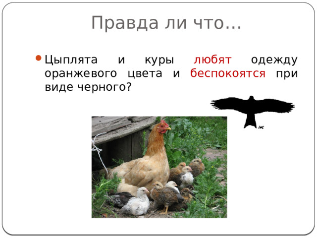 Правда ли что… Цыплята и куры любят одежду оранжевого цвета и беспокоятся при виде черного?  силуэт коршуна. Голубиная почта  
