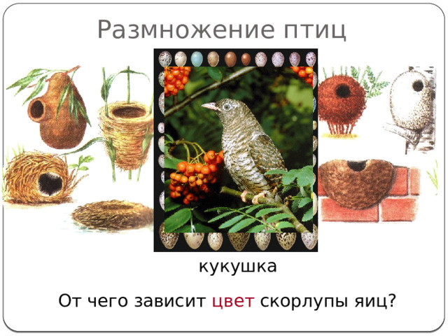 Размножение птиц Гнездо дрозда-рябинника кукушка Какая птица не строит гнезда? От чего зависит цвет скорлупы яиц?  