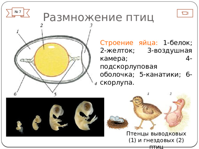 Размножение птиц № 7 Строение яйца: 1-белок; 2-желток; 3-воздушная камера; 4-подскорлуповая оболочка; 5-канатики; 6-скорлупа. 1С выводковые и птенцовые Халазы – жгутики, скорлупа частично идет на строительство скелета зародыша, через поры свободно проникает воздух. Защищена тонкой оболочкой, не пропускающей микроорганизмы и дающую маскировочную окраску. Птенцы выводковых (1) и гнездовых (2) птиц  