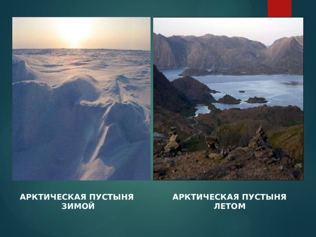 АРКТИЧЕСКАЯ ПУСТЫНЯ АРКТИЧЕСКАЯ ПУСТЫНЯ ЗИМОЙ ЛЕТОМ 