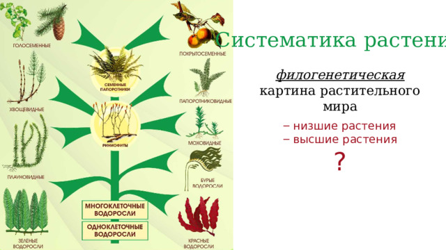 Систематика растений филогенетическая картина растительного мира низшие растения высшие растения ? 