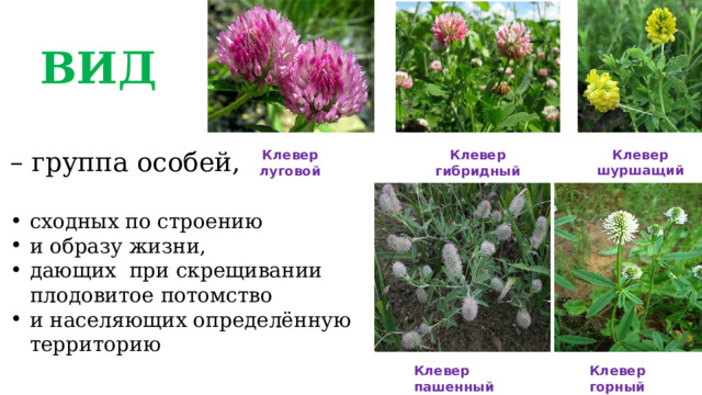 ВИД – группа особей, сходных по строению и образу жизни, дающих при скрещивании плодовитое потомство и населяющих определённую территорию Клевер шуршащий Клевер гибридный Клевер луговой Клевер горный Клевер пашенный 