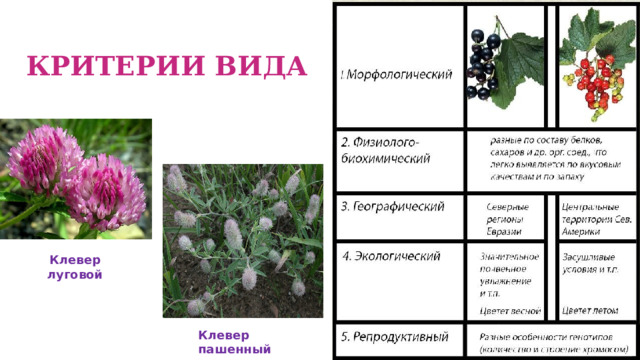 КРИТЕРИИ ВИДА Клевер луговой Клевер пашенный 
