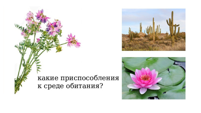 какие приспособления к среде обитания? 