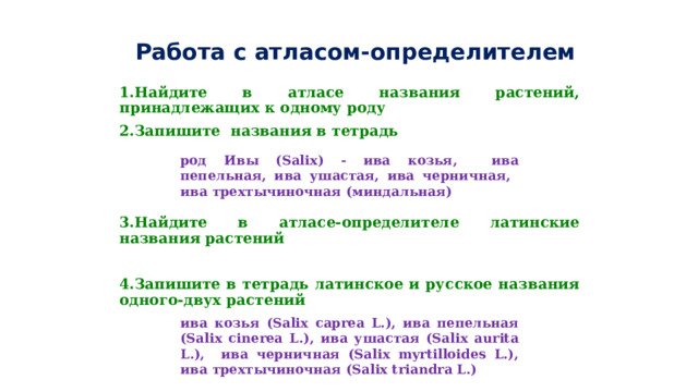 Работа с атласом-определителем 1.Найдите в атласе названия растений, принадлежащих к одному роду 2.Запишите названия в тетрадь    3.Найдите в атласе-определителе латинские названия растений  4.Запишите в тетрадь латинское и русское названия одного-двух растений  род Ивы (Salix) - ива козья, ива пепельная, ива ушастая, ива черничная, ива трехтычиночная (миндальная) ива козья (Salix caprea L.), ива пепельная (Salix cinerea L.), ива ушастая (Salix aurita L.), ива черничная (Salix myrtilloides L.), ива трехтычиночная (Salix triandra L.)  