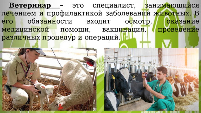  Ветеринар – это специалист, занимающийся лечением и профилактикой заболеваний животных. В его обязанности входит осмотр, оказание медицинской помощи, вакцинация, проведение различных процедур и операций. 