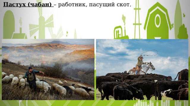  Пастух (чабан) – работник, пасущий скот. 