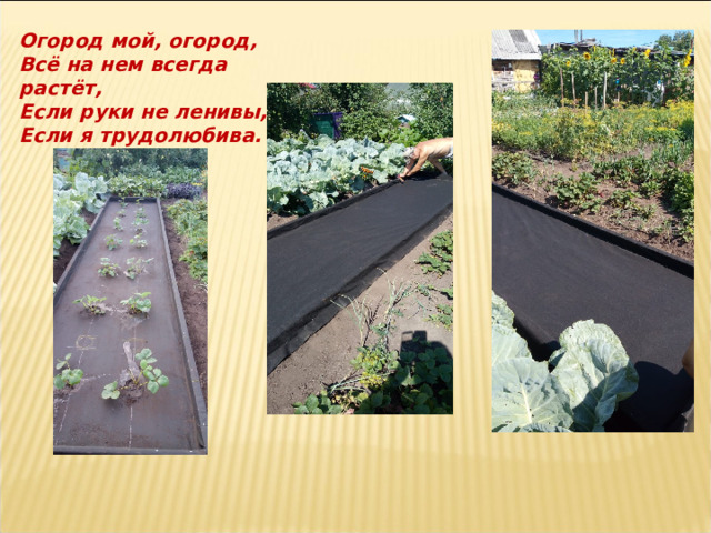 Огород мой, огород,  Всё на нем всегда растёт,  Если руки не ленивы,  Если я трудолюбива.   