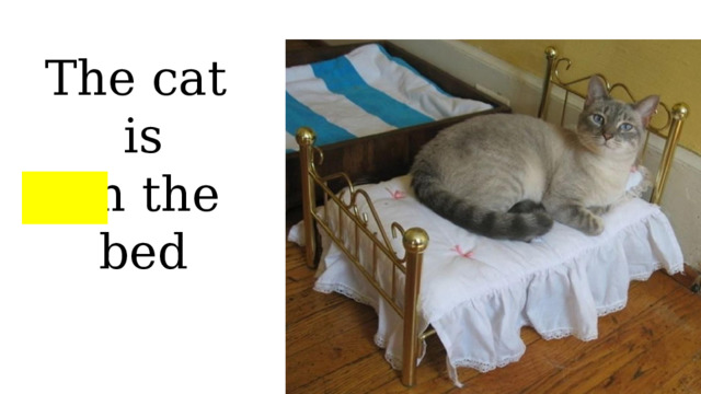 The cat is on the bed 