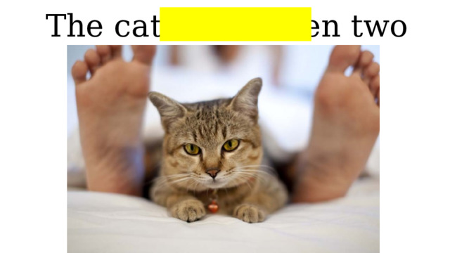 The cat is between two feet 
